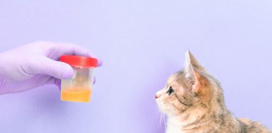 esame-urine-cane-gatto