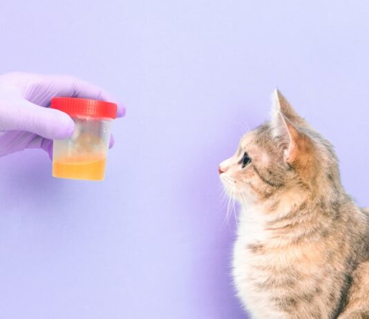 esame-urine-cane-gatto
