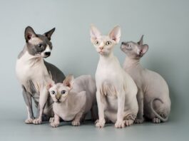 gatti-senza-pelo