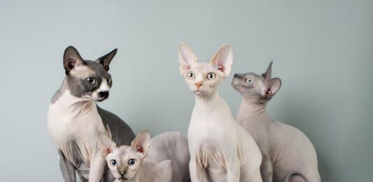 gatti-senza-pelo