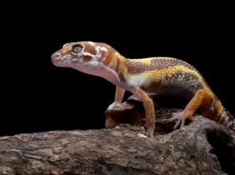 Principali malattie del geco leopardino malattie-del-geco