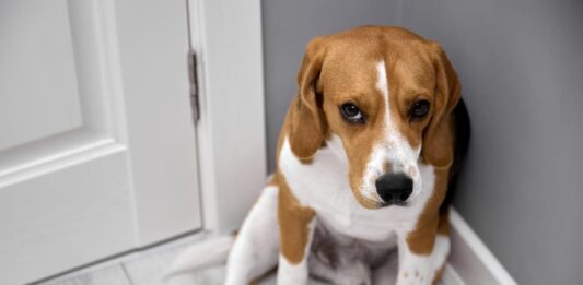 Maltrattamenti di animali e conseguenze legali maltrattamenti-animali-casa