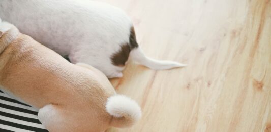 movimenti-coda-cane-2