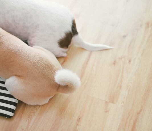 Movimenti della coda nel cane: qual è il loro significato? movimenti-coda-cane-2