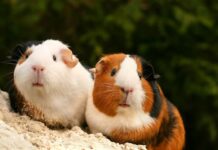 riproduzione-cavia