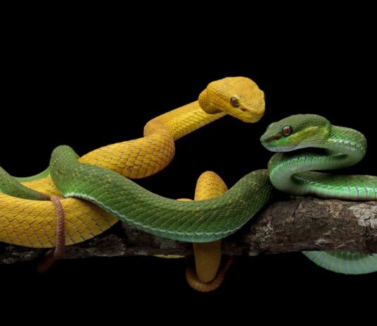 riproduzione-serpenti