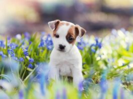 come-scegliere-un-cucciolo-di-cane