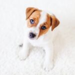 cosa-fare-cane
