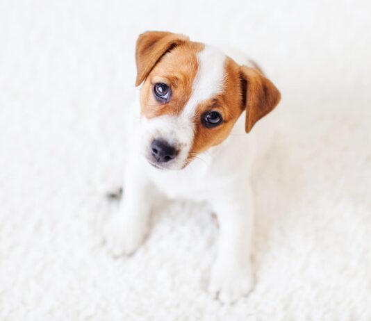 Arriva un cucciolo: come instaurare subito una buona relazione con il proprio cane cosa-fare-cane