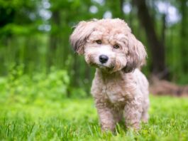 febbre-bottonosa-cane