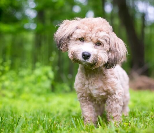 febbre-bottonosa-cane