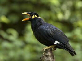 Perché il merlo indiano parla? merlo-parla