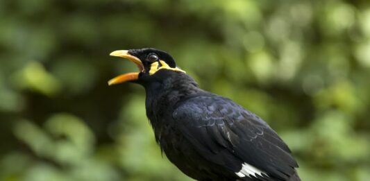 Perché il merlo indiano parla? merlo-parla