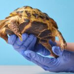 mosche-tartaruga-veterinario