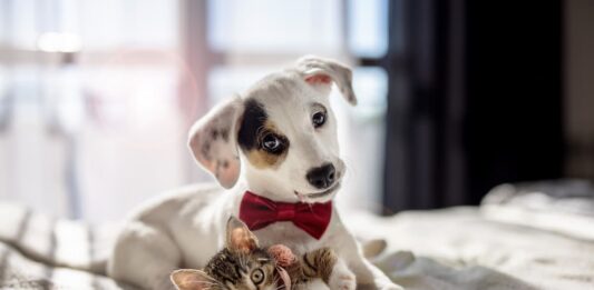 parassiti-intestino-cane