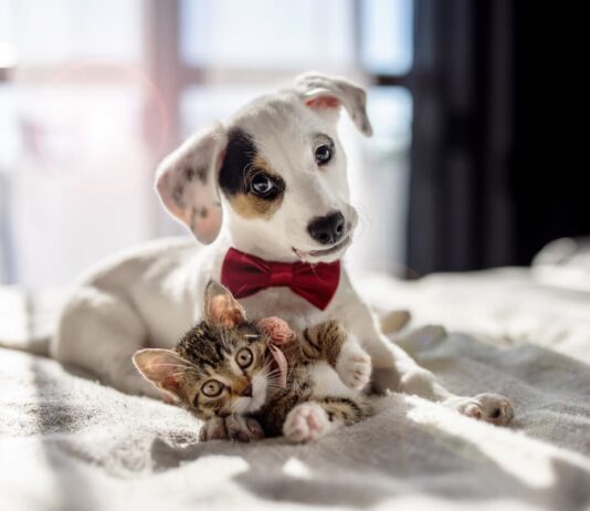 parassiti-intestino-cane