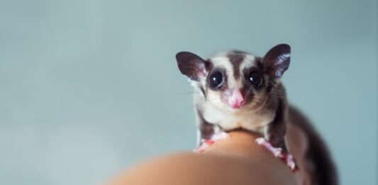 petauro-alimentazione