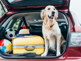 viaggiare-con-animale