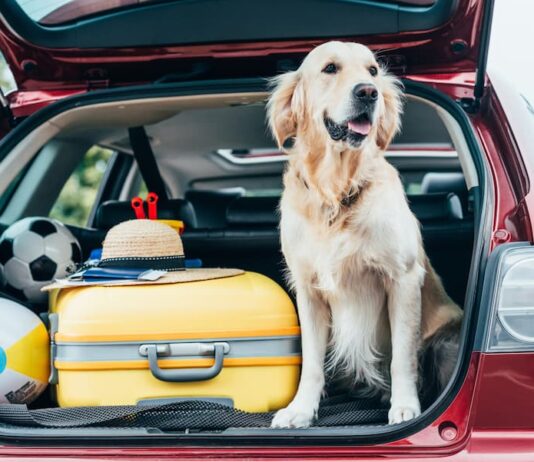 Consigli per viaggiare con il proprio animale domestico viaggiare-con-animale
