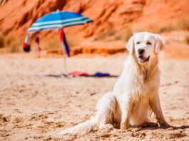 cosa fare colpo calore cane