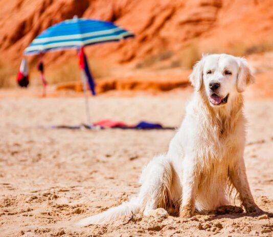 cosa fare colpo calore cane