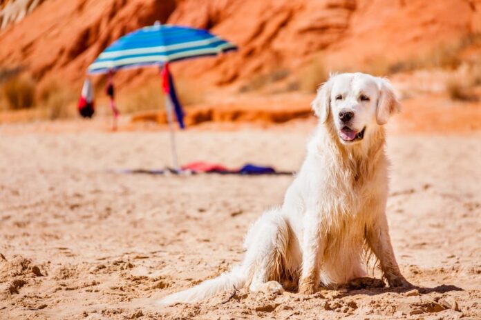 cosa fare colpo calore cane cosa fare colpo calore cane