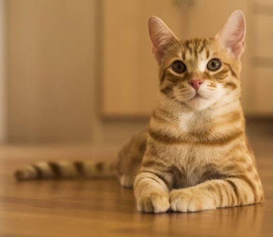 L’Europa è un continente che ama i gatti