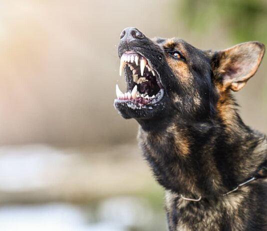 rischio-morso-cane