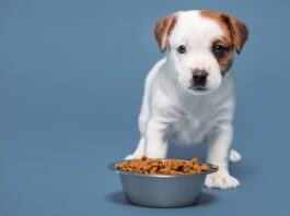 alimentazione-cucciolo