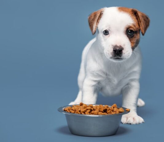 alimentazione-cucciolo