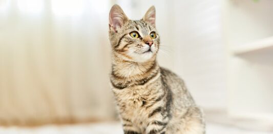 L’amore per il proprio gatto è cura, ma anche prevenzione cura-gatto