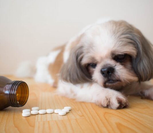 intossicazione-cane
