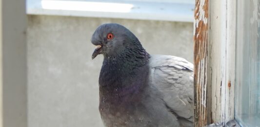 piccioni-parassiti