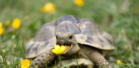 Tartarughe mediterranee: deposizione delle uova e nascita dei piccoli uova-tartarughe