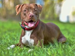 American-Pitbull-Terrier