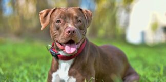 American-Pitbull-Terrier