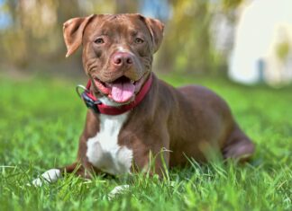 American-Pitbull-Terrier