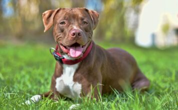 American-Pitbull-Terrier