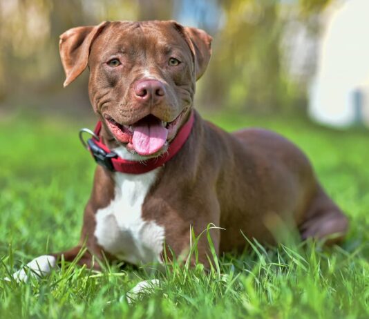 American-Pitbull-Terrier