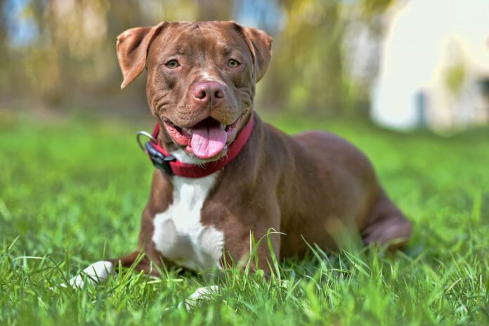 American-Pitbull-Terrier American-Pitbull-Terrier