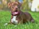 American-Pitbull-Terrier
