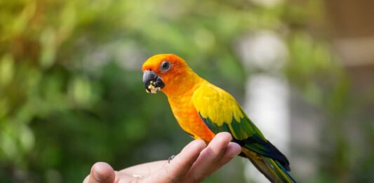 allevamento-a-mano-di-pappagalli