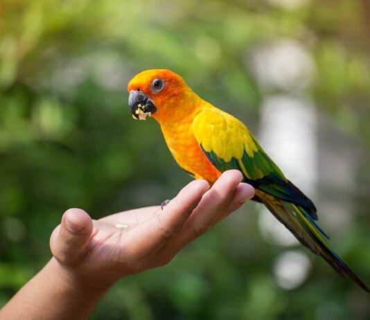 allevamento-a-mano-di-pappagalli