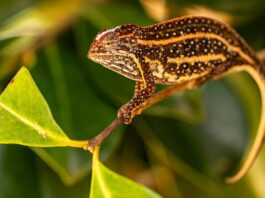 camaleonte-tra-gli-animali-cites