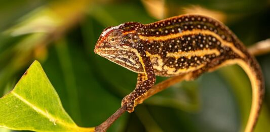 camaleonte-tra-gli-animali-cites