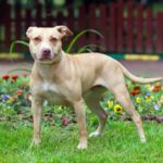 cane-American-Pitbull