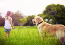 cane-al-collare-portato-da-bambina