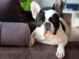 Cane brachicefalo, perché piace così tanto? cane-brachicefalo