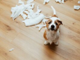 cane-distrugge-per-sintomi-ansia-da-separazione