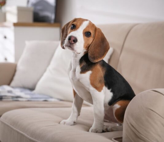 Il cane sul letto o sul divano: permetterlo o no? cane-divano